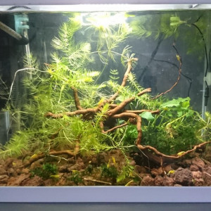 Néocaridina davidi yellow