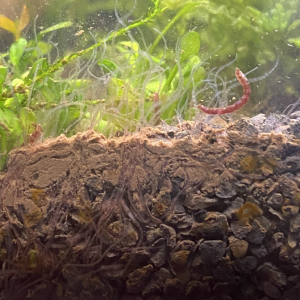 Publication de Aaron.buchy