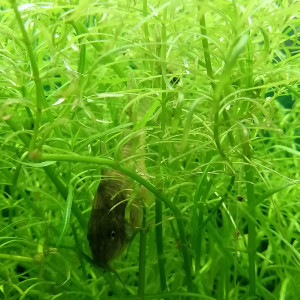 Publication de Kikicot52