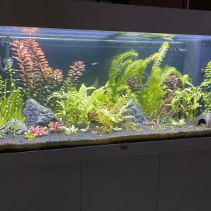 Juwel Rio 180L