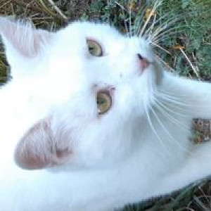 estelle-hourcade-courneau