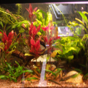 Publication de Czhug