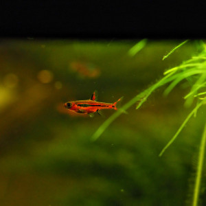 Publication de Singermorning