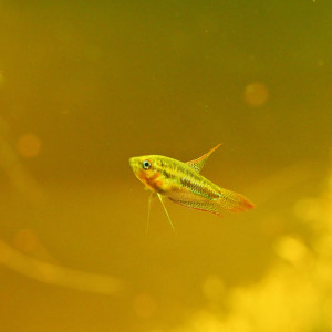 Publication de Singermorning