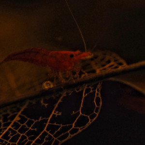 Publication de Singermorning