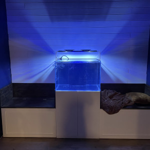 Aquarium récifal pièce bleue