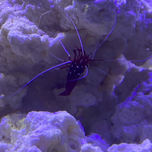 Publication de Lionel.jo