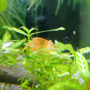 Publication de Morten