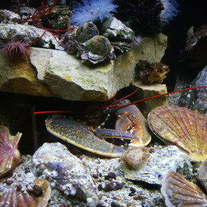 Publication de regis-saint-martin