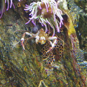 Publication de regis-saint-martin