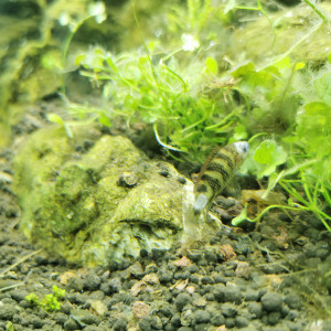 Publication de Damp92