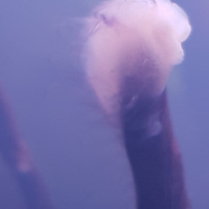 Publication de lf8779