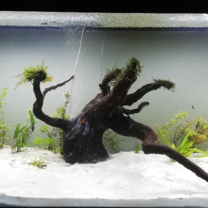 Publication de Papsss