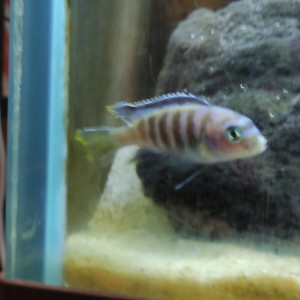 Publication de jerome-kom-skaikru