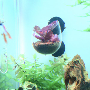 Publication de TortueGeniale91