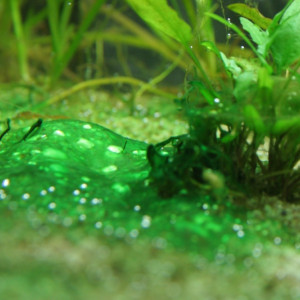 Publication de NakMuay