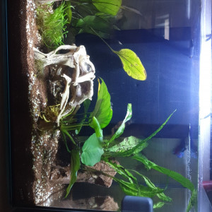 Nano betta