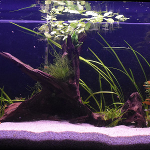 Publication de TigerDom