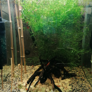 Tetra amande