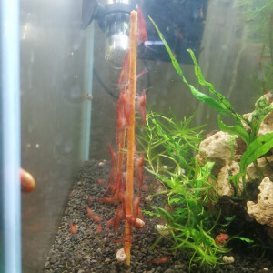 Red cherry