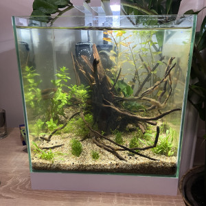 Cherry roots