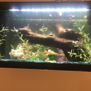 60l