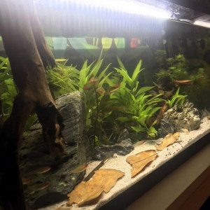 aquarium à tendance amazonienne