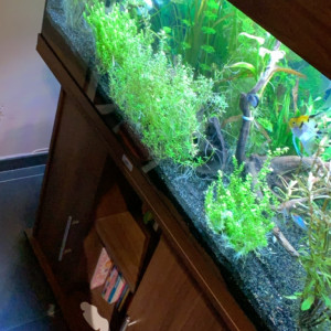 Publication de antho