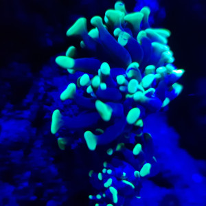 Gg93