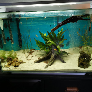 Poissons