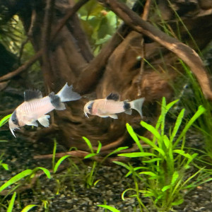 Publication de Ermelo