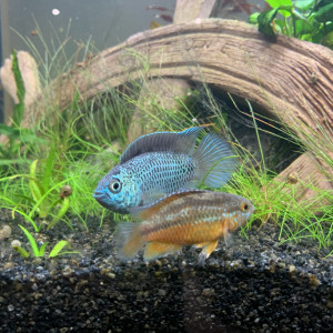 Publication de Ermelo