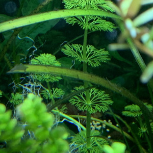 Publication de antho