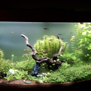 Juwel  vision 260