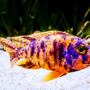 Publication de Lu69110