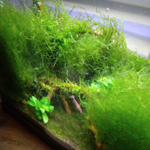 Nano crevette