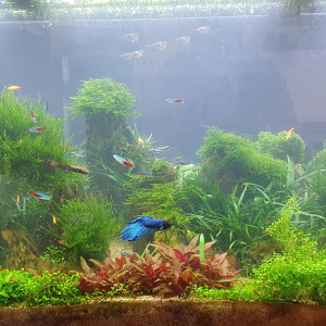 Publication de Lfouille37