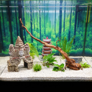 Publication de Fish59