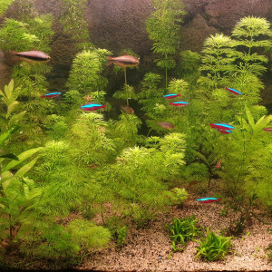 Publication de Fab78