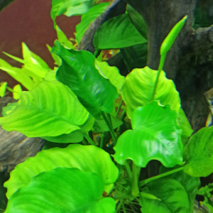 Publication de shanganagh-takhisis