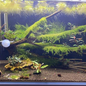 Blau 80L Ultra Clear