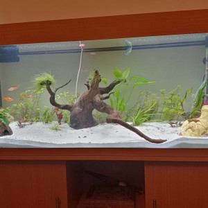 Publication de Papsss