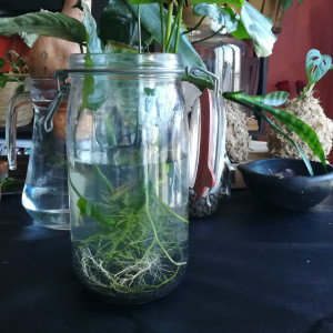 Publication de ArtemusKlegg