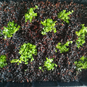 Publication de ArtemusKlegg