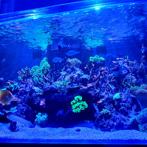 Publication de Baloo