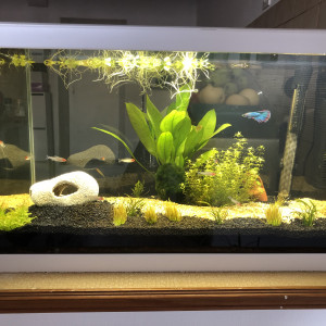 Aquarium eau douce