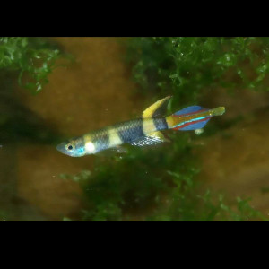 Publication de Jeremyroche