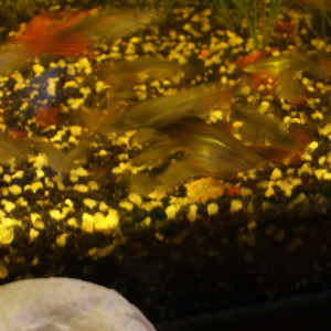 Publication de Czhug