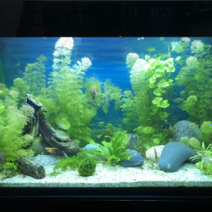 Publication de Dubourgau