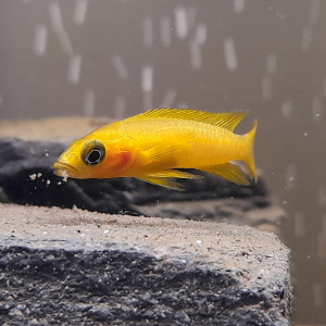 Publication de Firenze57